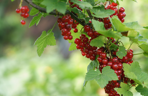 Horizontal photo of Red currant berries plant branch with copy space