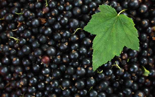 istock Top view of Blackcurrant and green leaf on top with copy space 1165383932