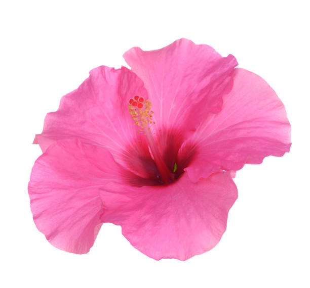 istock pink Hibiscus flower 1165384512