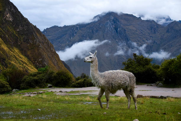 istock Llama in the mountains in Peru 1165384823
