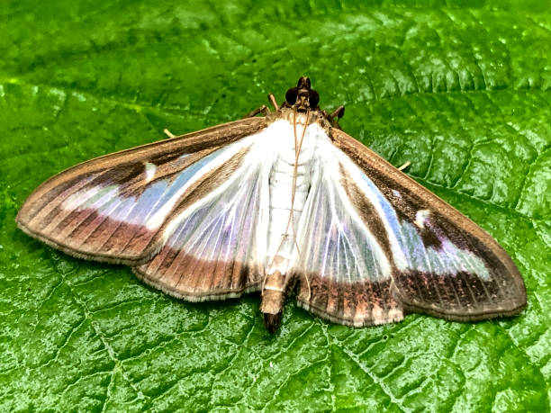 Box tree moth, thought to be accidentally introduced to the UK in the mid 2000s Invasive species odenwald photos stock pictures, royalty-free photos & images