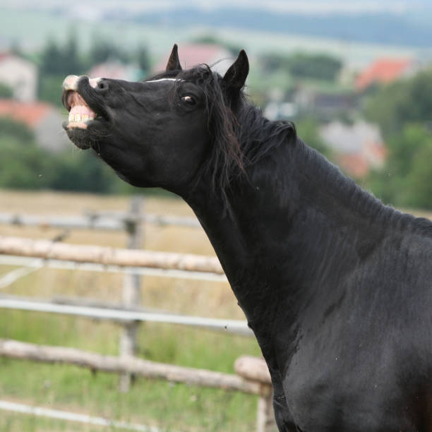 istock Amazing black stallion on pasturage 1165385859