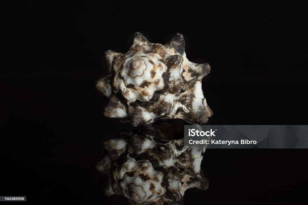 Mollusc sea shell isolated on black glass One whole mollusc shell with dark spikes isolated on black glass Animal Stock Photo