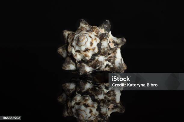 Mollusc Sea Shell Isolated On Black Glass Stock Photo - Download Image Now - Animal, Animal Shell, Animal Shelter