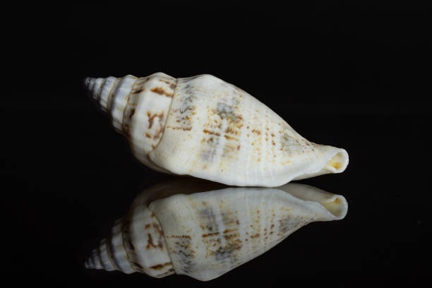 istock Mollusc sea shell isolated on black glass 1165385913