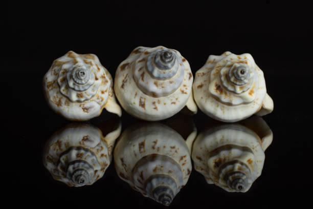 Group of three whole mollusc shell front view isolated on black glass