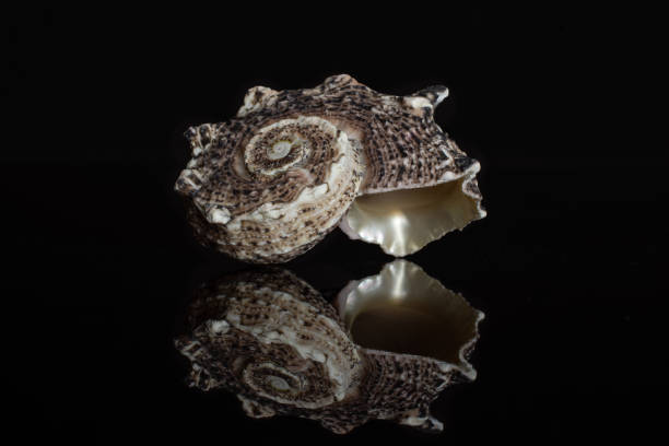 Mollusc sea shell isolated on black glass One whole dark grey mollusc shell isolated on black glass coating outer layer stock pictures, royalty-free photos & images