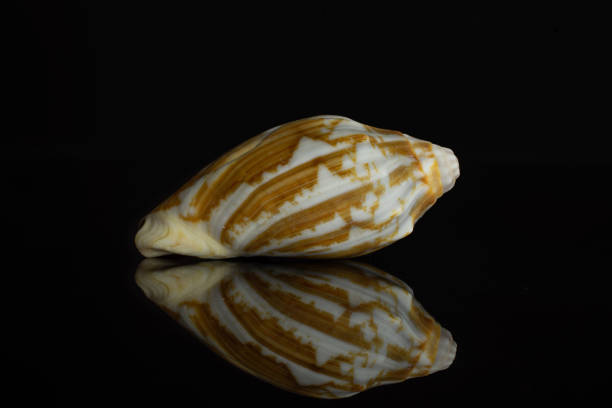 Mollusc sea shell isolated on black glass One whole mollusc shell ocher isolated on black glass coating outer layer stock pictures, royalty-free photos & images