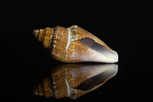 Mollusc sea shell isolated on black glass One whole ocher mollusc shell isolated on black glass coating outer layer stock pictures, royalty-free photos & images