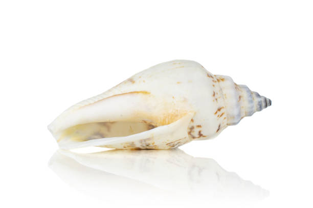 Mollusc sea shell isolated on white One whole ivory conical mollusc shell isolated on white background coating outer layer stock pictures, royalty-free photos & images
