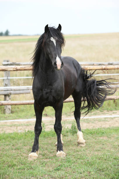 istock Amazing black stallion on pasturage 1165385977
