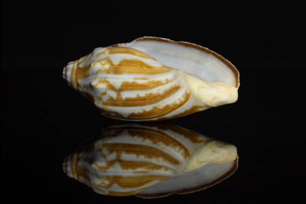 Mollusc sea shell isolated on black glass One whole mollusc shell empty isolated on black glass coating outer layer stock pictures, royalty-free photos & images
