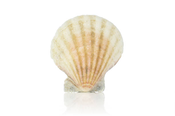 Mollusc sea shell isolated on white One whole light creamy mollusc shell isolated on white background coating outer layer stock pictures, royalty-free photos & images
