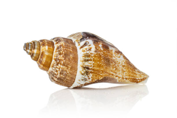 Mollusc sea shell isolated on white One whole ocher mollusc shell isolated on white background coating outer layer stock pictures, royalty-free photos & images