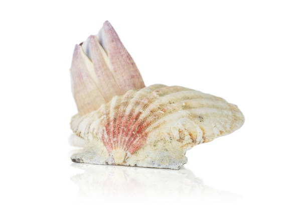 Mollusc sea shell isolated on white One whole mollusc shell with like flower on it isolated on white background coating outer layer stock pictures, royalty-free photos & images