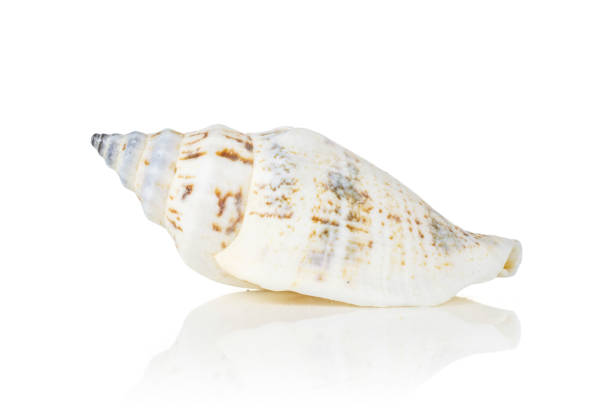 Mollusc sea shell isolated on white One whole ivory conic mollusc shell isolated on white background coating outer layer stock pictures, royalty-free photos & images