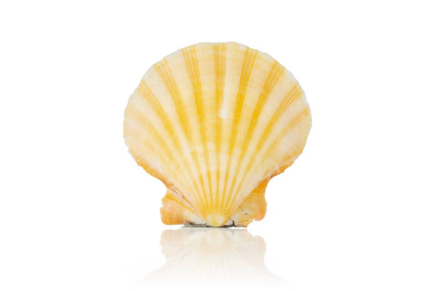 istock Mollusc sea shell isolated on white 1165386040