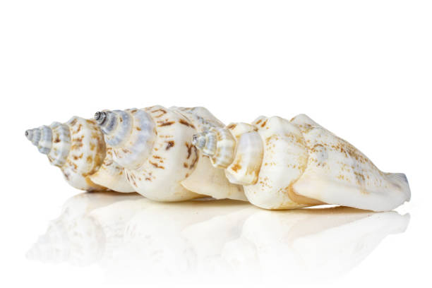 Mollusc sea shell isolated on white