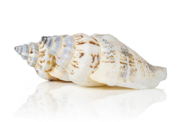 istock Mollusc sea shell isolated on white 1165386068