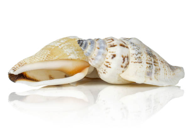 istock Mollusc sea shell isolated on white 1165386076
