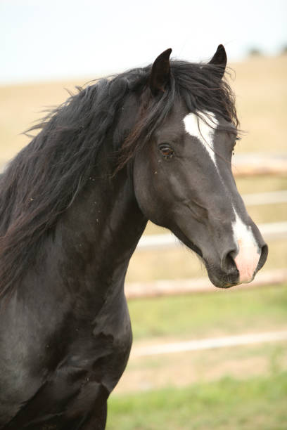 istock Amazing black stallion on pasturage 1165386114