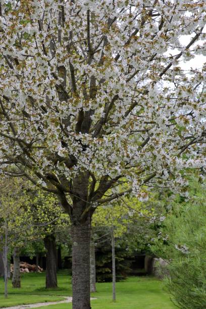 istock Beautiful cherry in Normandie 1165386127