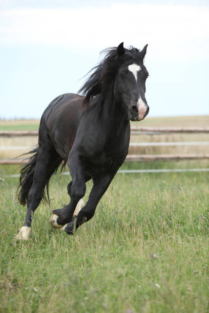 istock Amazing black stallion running on pasturage 1165386323