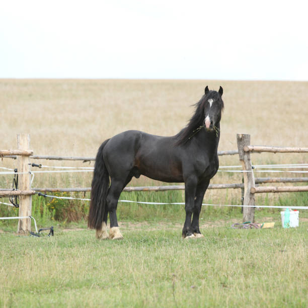 istock Amazing black stallion on pasturage 1165386378
