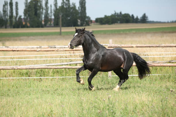 istock Amazing black stallion running on pasturage 1165387019