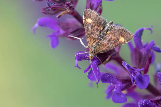 mint moth (pyrausta aurata) sur salvia nemorosa - aurata photos et images de collection