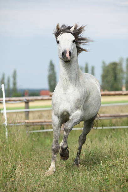 istock Amazing pony moving on pasturage 1165388770