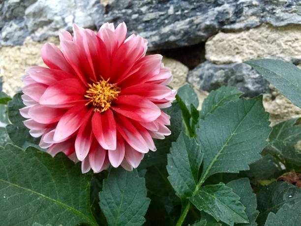 istock dahlia in red white colors 1165389066