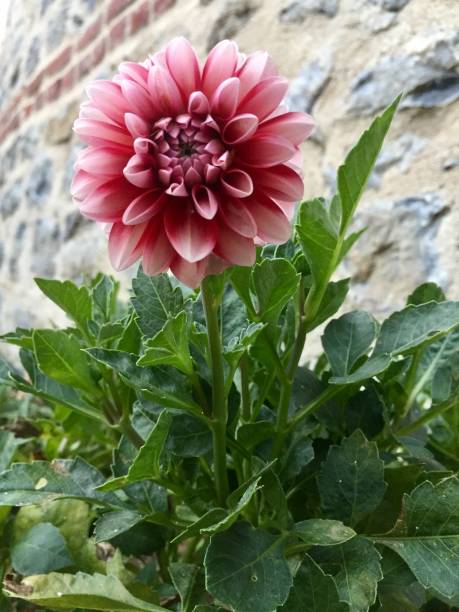 istock dahlia in red white colors 1165389098