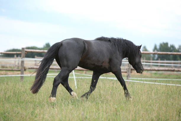 istock Amazing black stallion running on pasturage 1165389108