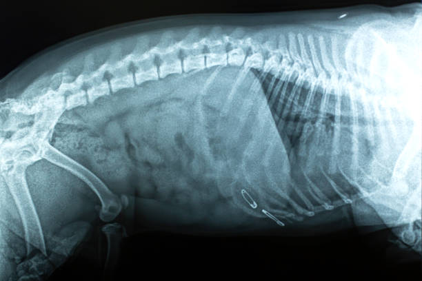 x-ray image dog ate pin in vet clinic x-ray image dog ate pin in vet clinic. animal spine stock pictures, royalty-free photos & images