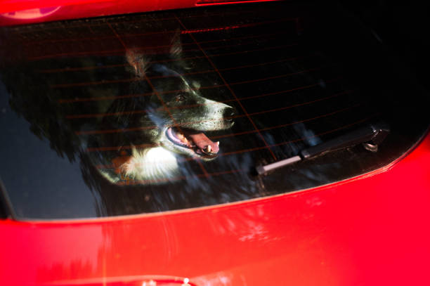 les pokes de chien muselent hors de la fenêtre de voiture. collie de frontière noir et blanc dans la voiture en été chaud. - poking nose in photos et images de collection