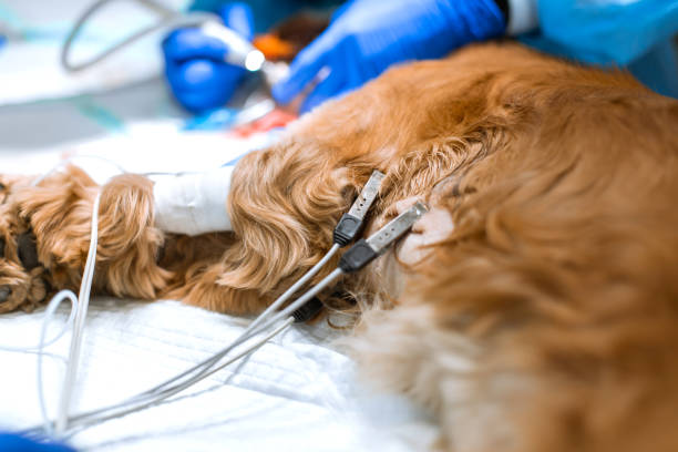 맥박 센서가 있는 개와 발에 카테터가 있는 심전도가 동물 병원의 수술대에 누워 있습니다. 개는 수술을 기다리고 있습니다. 수의사가 마취견을 투여하고 있습니다. - administering 뉴스 사진 이미지