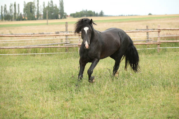 istock Amazing black stallion running on pasturage 1165389965