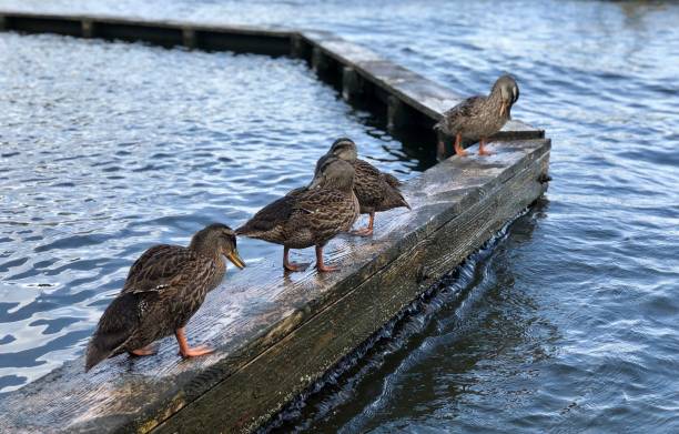 istock Black Ducks by the Sea 1165390038