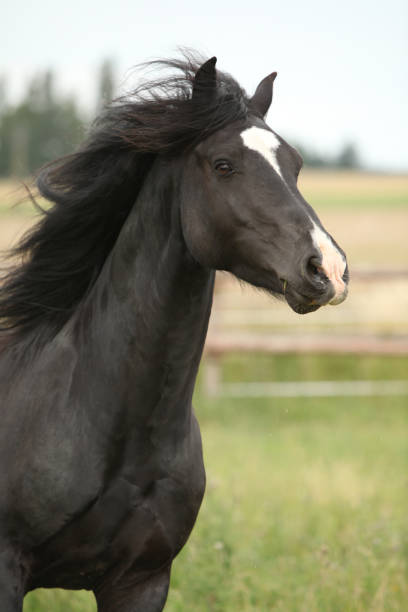 istock Amazing black stallion running on pasturage 1165390115