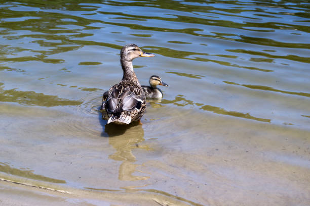 istock The duck with ducklings in the pond. 1165392061