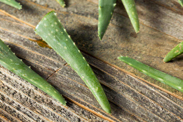 istock Raw Green Organic Aloe Vera 1165392135