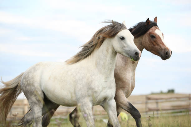 istock Two ponnies together on pasturage 1165392233
