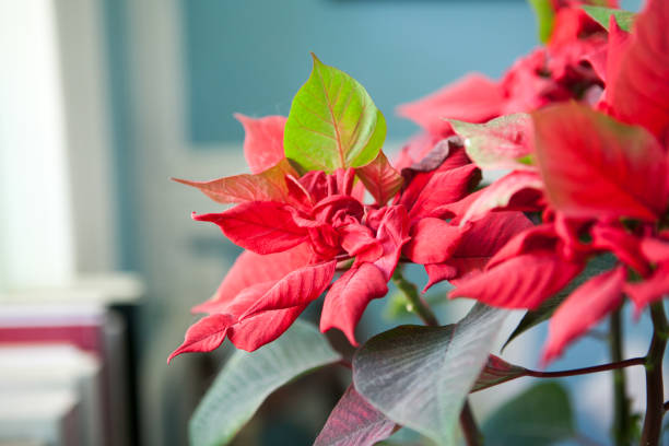 istock Close-up christmas poinsettia flower on a blurred background flat, selective focus 1165393159