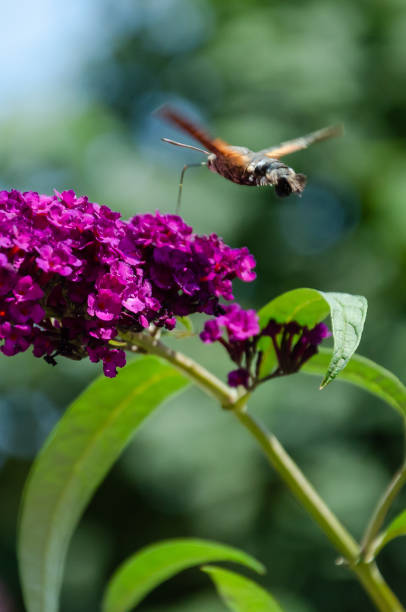 istock An hummingbird hawk-moth feeding nectar from Buddleia flower. Closeup of Macroglossum stellatarum 1165393375
