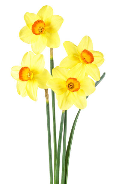 istock Daffodil flowers or narcissus isolated on a white background 1165393798