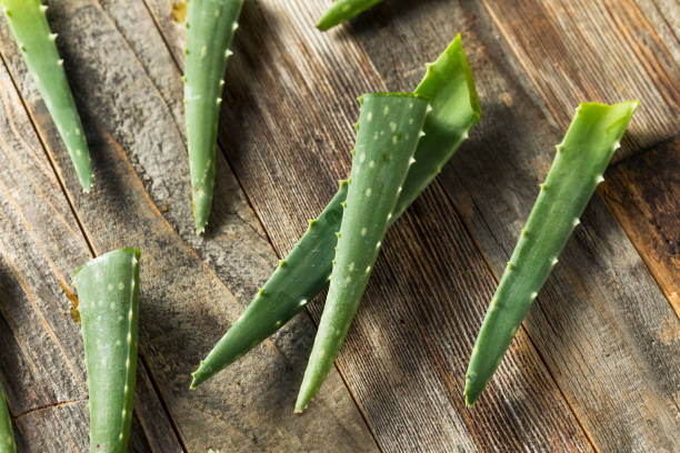 istock Raw Green Organic Aloe Vera 1165394695