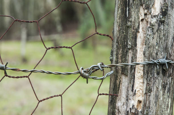 istock Mesh and barbed wire to enclose cattle 1165395269