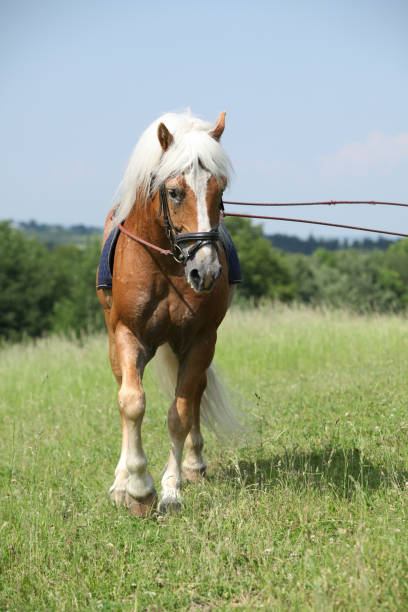 istock Amazing haflinger stallion in training 1165396228