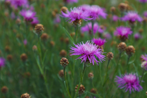 istock Wild Pink Flowers 1165396254